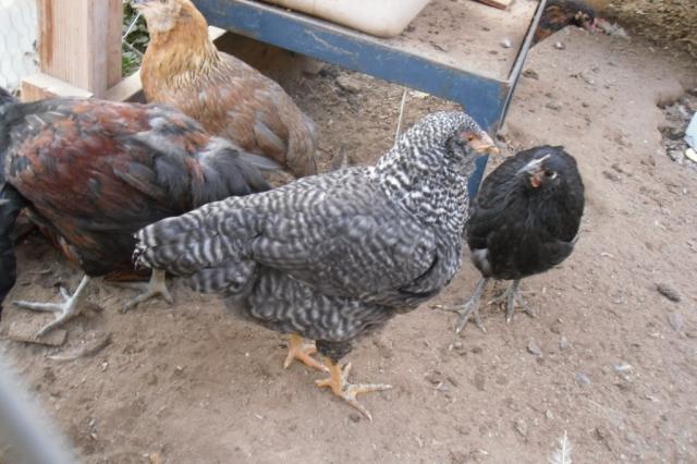 100537_ee_flock_6.jpg