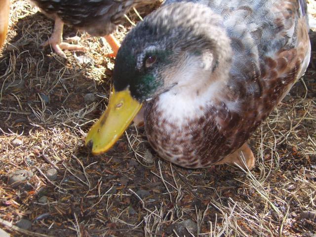 100566_sv102036.jpg