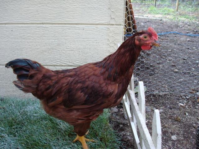 100650_julia_roberts_hen_or_rooster_.jpg