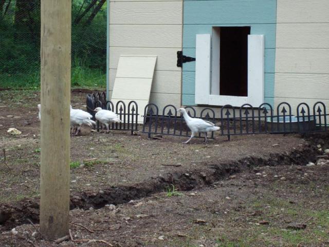 100650_turkeys_and_coop.jpg