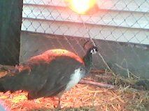 100693_hen.jpg