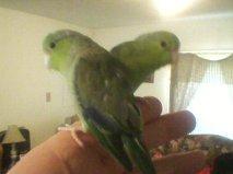 100693_parrotlets.jpg
