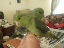 100693_parrotlets1.jpg