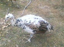 100693_pete4m.jpg