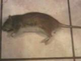 100693_rat_2.jpg
