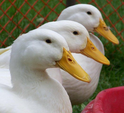 10071_ducks_in_a_row.jpg