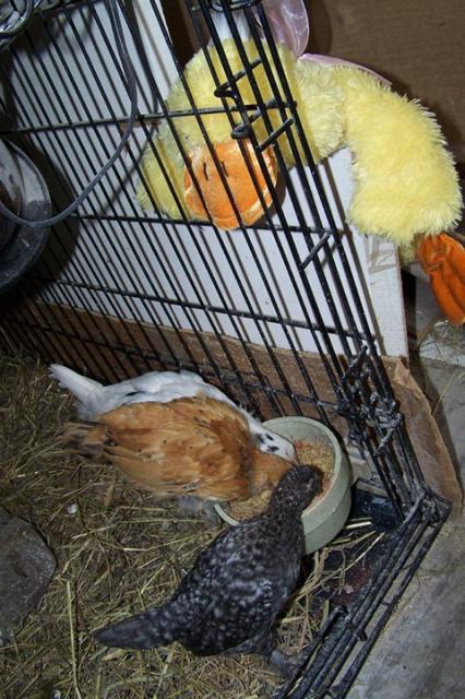 10071_roscoe_watching_the_chicks.jpg