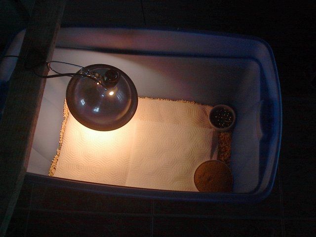 10073_brooder_007.jpg