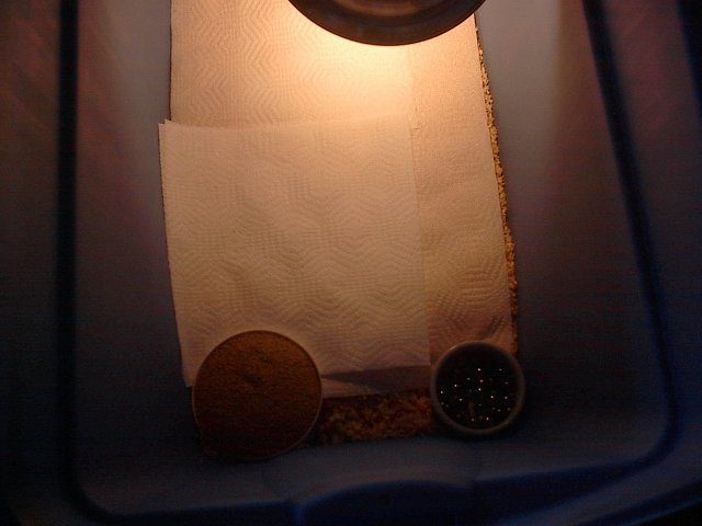 10073_brooder_008.jpg