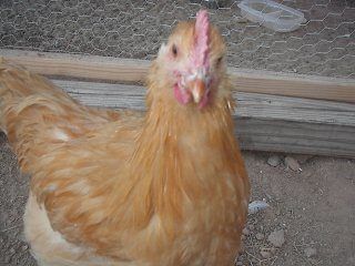 10073_chickens_022.jpg