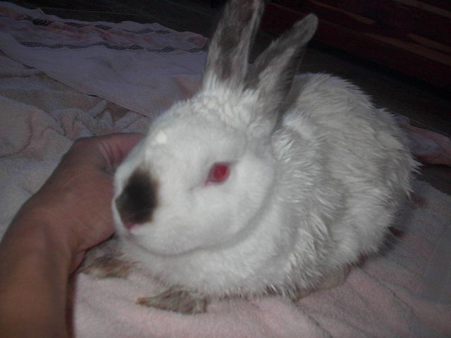 10073_rabbit_004.jpg