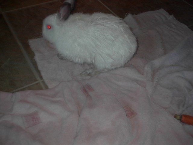 10073_rabbit_006.jpg