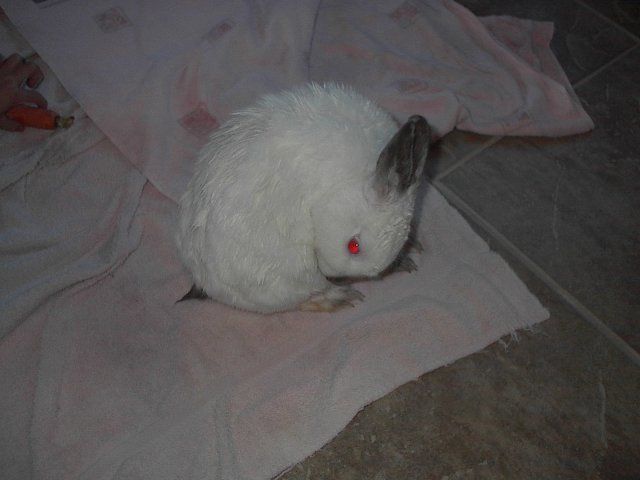 10073_rabbit_007.jpg