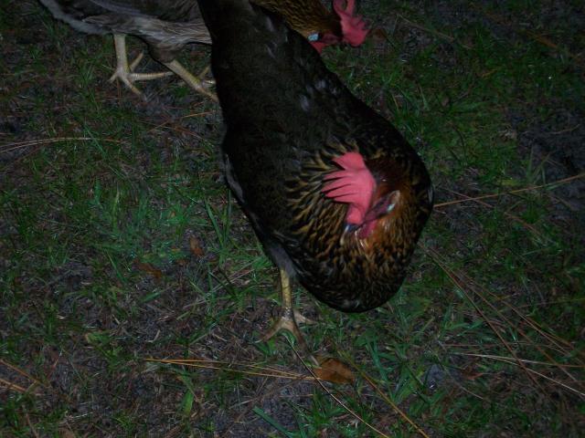 100894_9-7-11_chickens_003.jpg
