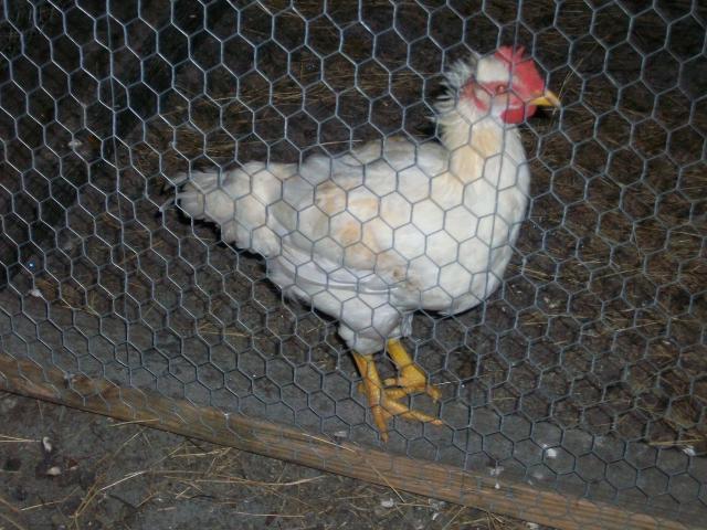 100894_9-7-11_chickens_006.jpg