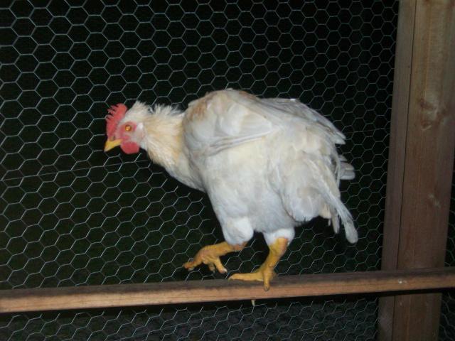 100894_9-7-11_chickens_015.jpg