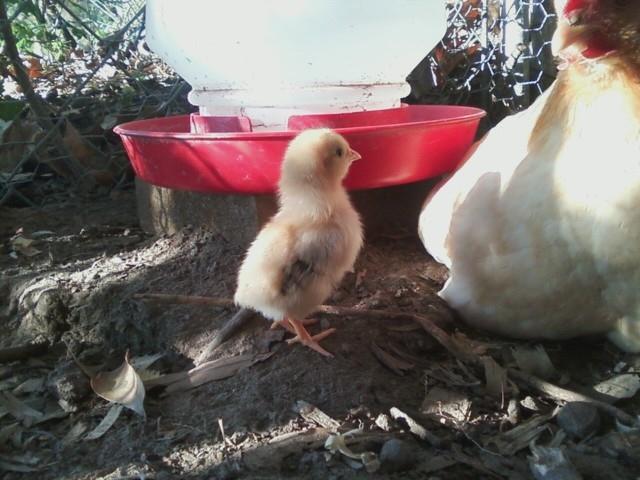 100896_baby_chick_outside.jpg