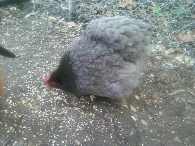 100896_blueberry.jpg