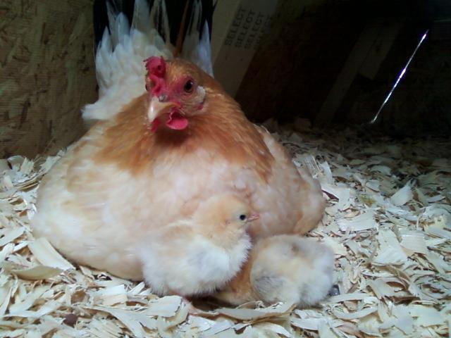 100896_shen_chicks2.jpg
