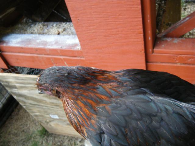 100900_chicks8-13-11_003.jpg