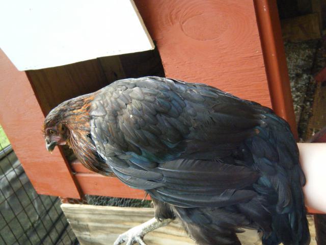 100900_chicks8-13-11_004.jpg