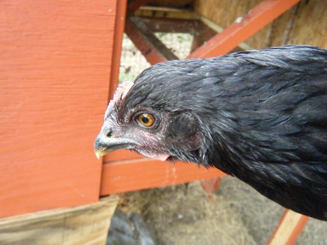 100900_chicks8-13-11_005.jpg