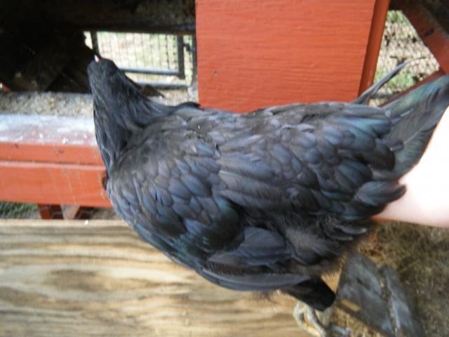 100900_chicks8-13-11_006.jpg