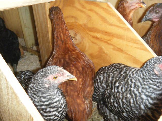100900_chicks8-13-11_011.jpg