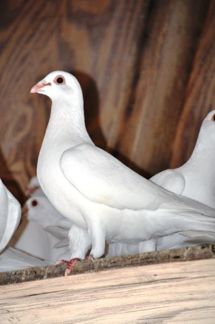 white pigeons