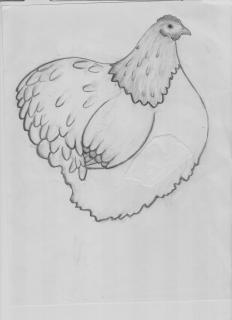 10091_silkie2-1.jpg