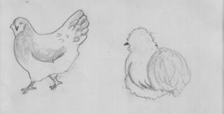10091_t-_hens.jpg