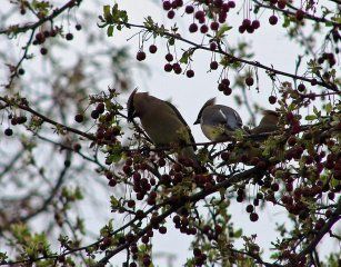 10100_cedarwaxwing.jpg