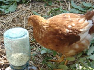 10100_chick9.jpg