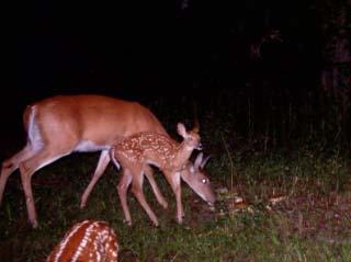 10100_deer.jpg