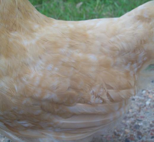 101054_8_pullet_barring.jpg