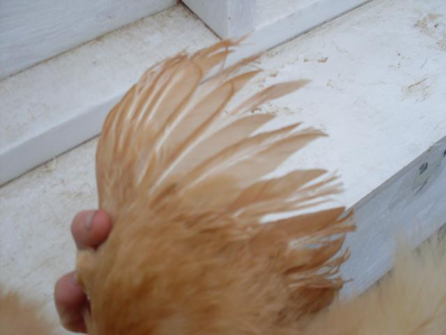 101058_sdc12922.jpg
