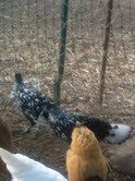 101155_black_white_hens.jpg