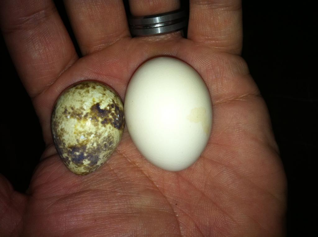 101155_egg.jpg