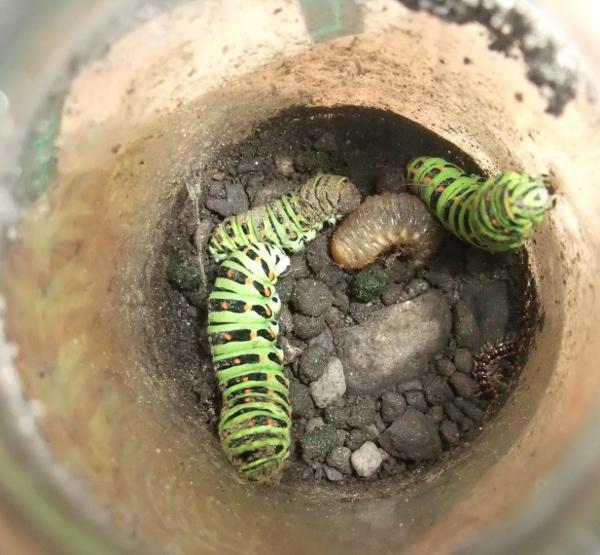 101161_caterpillars_-_sml.jpg