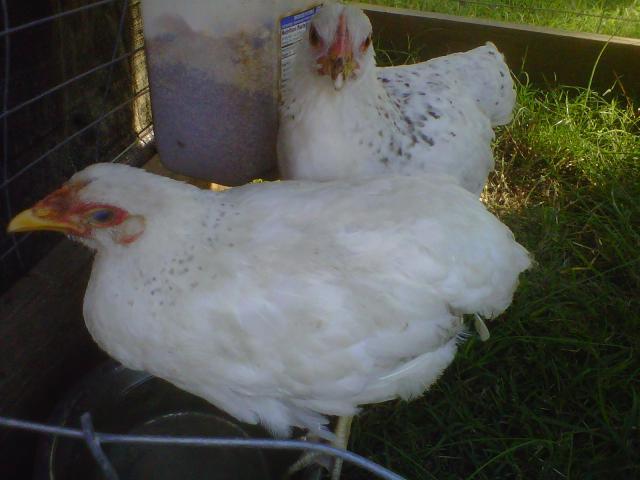 101284_dpullets.jpg
