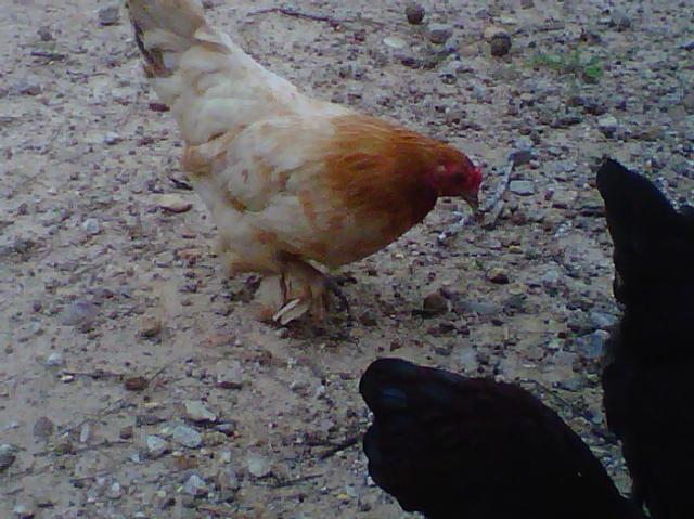 101284_mysteryhen.jpg