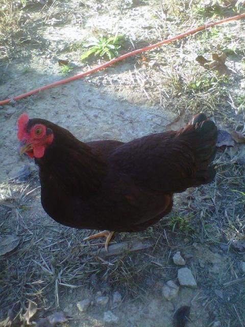 101284_rirbantam.jpg