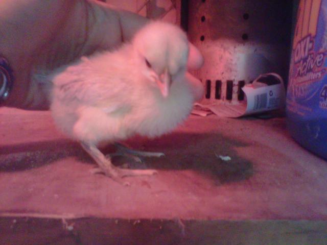 101284_splash_maran_chick.jpg