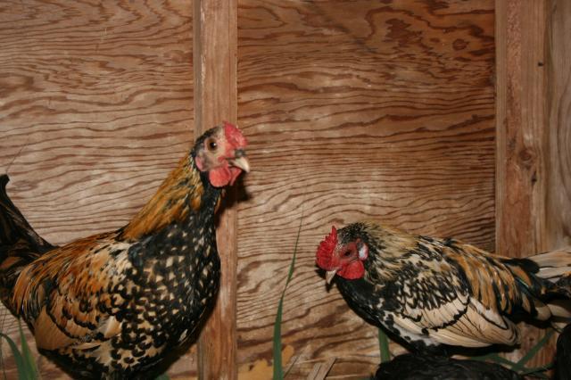 101324_chickens_004.jpg
