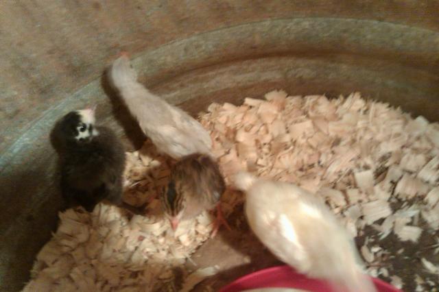 101396_2guineas-turk-chick.jpg