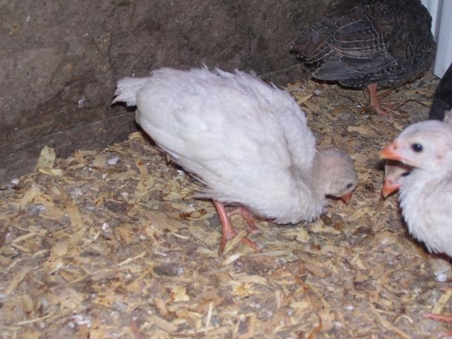 101396_guinea9resized.jpg