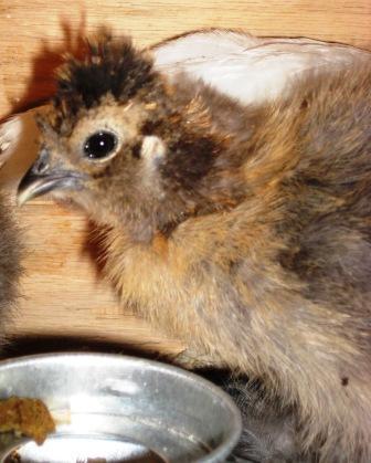 10145_new_chicks_feb192009_005.jpg