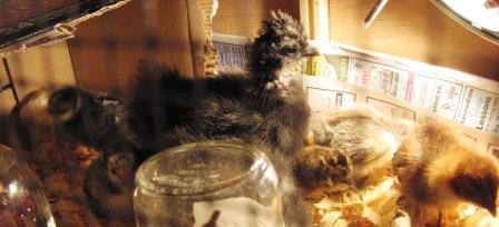 10145_random_new_chicks_jan2009_038.jpg