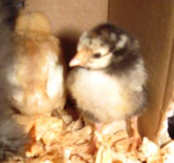 10145_random_new_chicks_jan2009_042.jpg