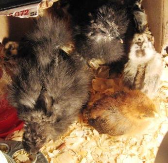 10145_random_new_chicks_jan2009_044.jpg